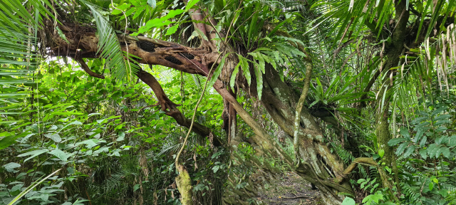 forrest in Uganda 